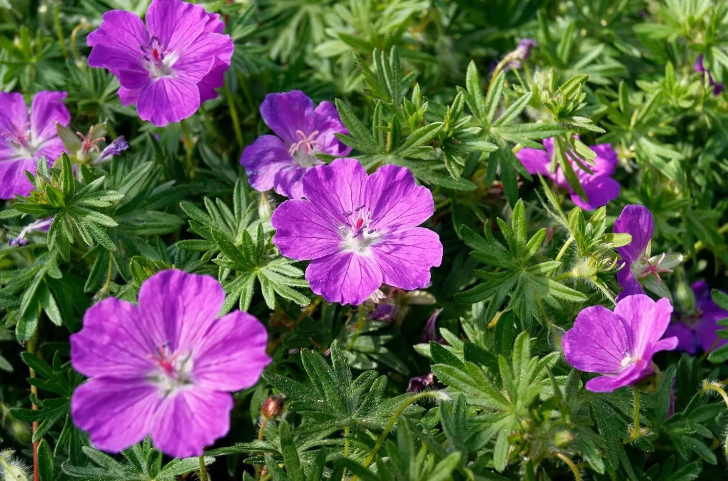 Pinker Blut Storchschnabel Geranium sanguineum 'Dilys' als Staude, mit rosa Blüten und grünem Laub, von Stauden Gänge.