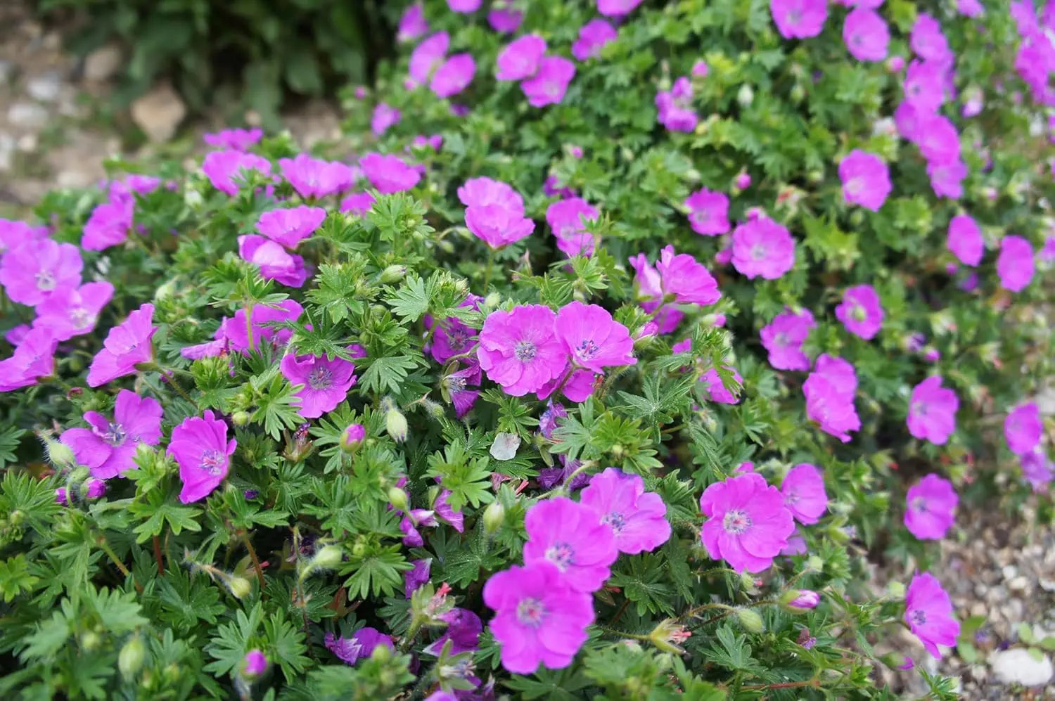 Geranium sanguineum 'Dilys' Staude mit pinken Blüten, Pinker Blut Storchschnabel, von Stauden Gänge, in Gartenszene