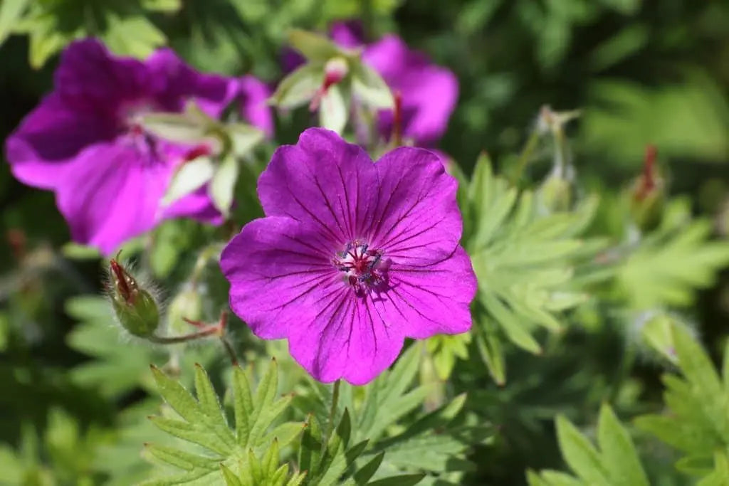 Pinker Blut Storchschnabel Geranium sanguineum 'Dilys' als Staude, mit rosa Blüten, bei Stauden Gänge.