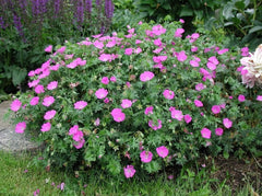 Geranium sanguineum 'Max Frei' Blut Storchschnabel Staude, blühend mit rosa Blüten, in Gartenumgebung, von Stauden Gänge