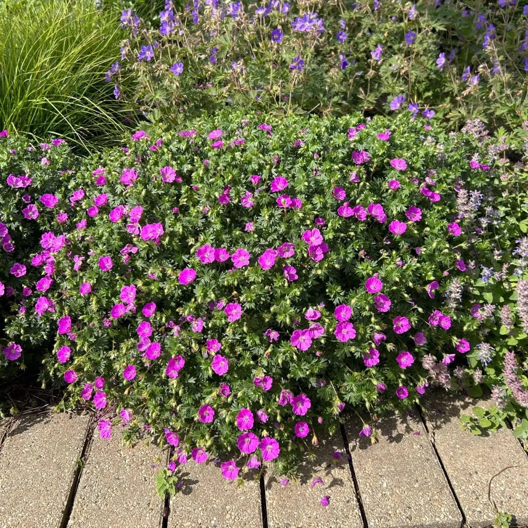 Bodenbild einer Staude Geranium sanguineum 'Max Frei' / Blut Storchschnabel von Stauden Gänge mit grünen Blättern und roten Blüten