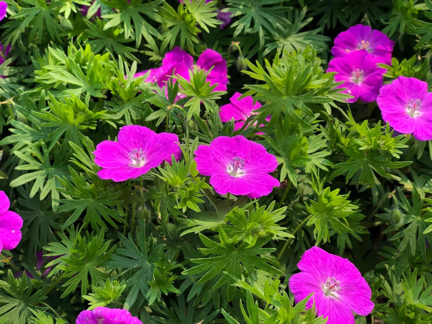 Blut Storchschnabel (Geranium sanguineum 'Max Frei') Staude mit roten Blüten, im Garten bei Stauden Gänge.