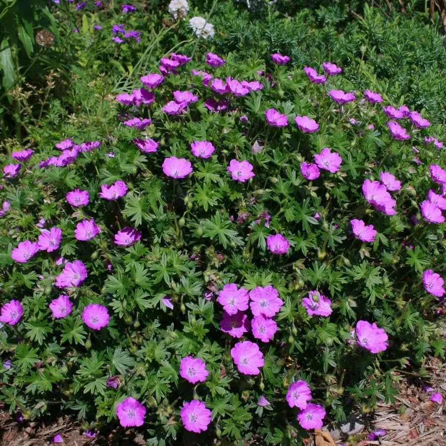Blut Storchschnabel Staude Geranium sanguineum 'Max Frei' mit roten Blüten, nährstoffreicher Gartenpflanze von Stauden Gänge