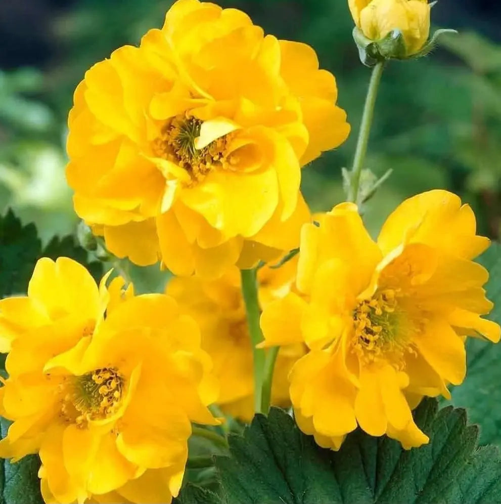 Chilenische Nelkenwurz Geum chiloense 'Lady Stratheden‘ als Staude, mit grünen Blättern und leuchtenden Blüten.
