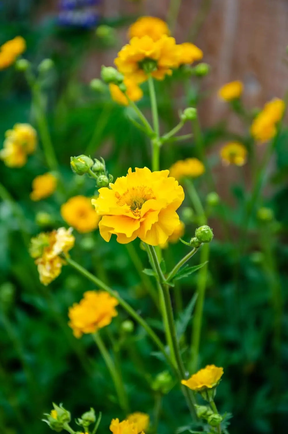 Chilenische Nelkenwurz Geum chiloense 'Lady Stratheden‘ als Staude, mit grünen Blättern und roten Blüten, Stauden Gänge.