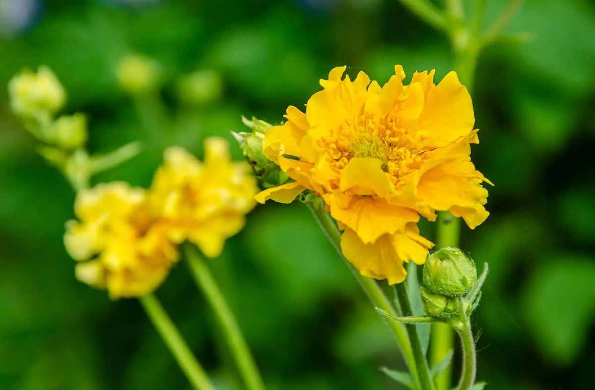 Chilenische Nelkenwurz Geum chiloense 'Lady Stratheden‘, Staude mit leuchtenden roten Blüten, von Stauden Gänge.