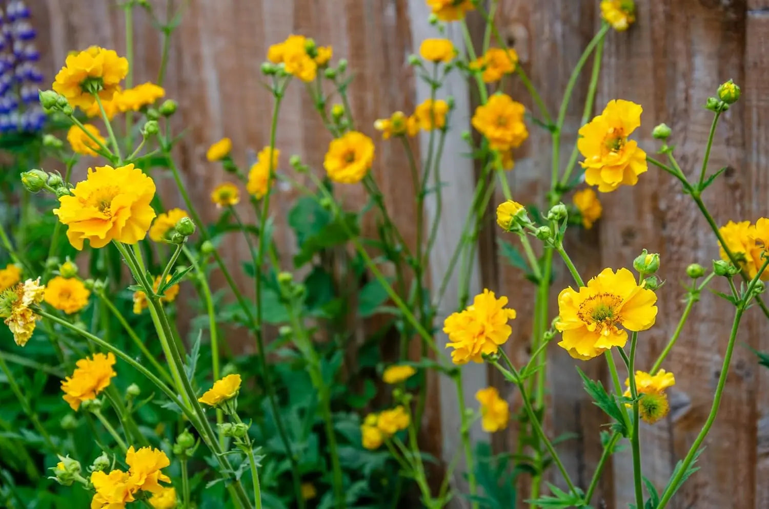 Chilenische Nelkenwurz Geum chiloense 'Lady Stratheden‘ als Staude, mit roten Blüten und grünen Blättern, von Stauden Gänge.