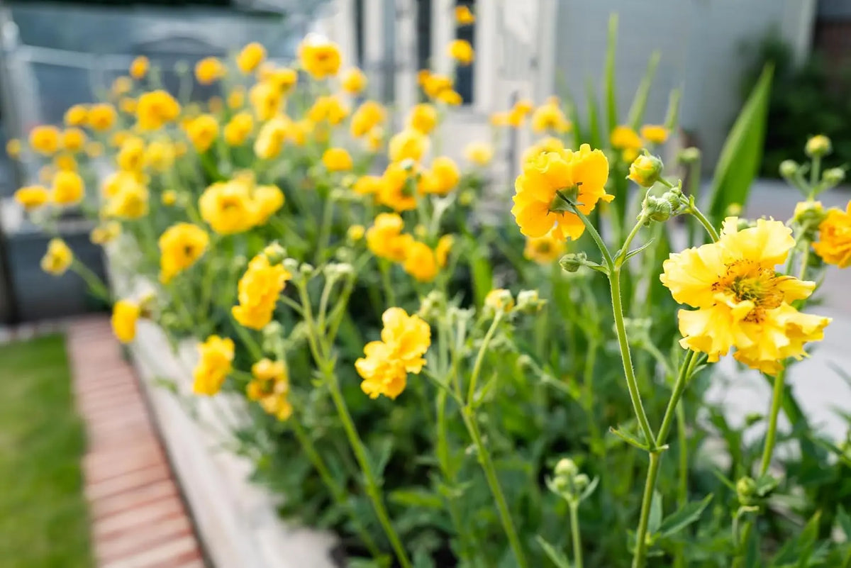 Chilenische Nelkenwurz Geum chiloense 'Lady Stratheden‘ Staude, blühende Gartenpflanze mit roten Blüten, Stauden Gänge