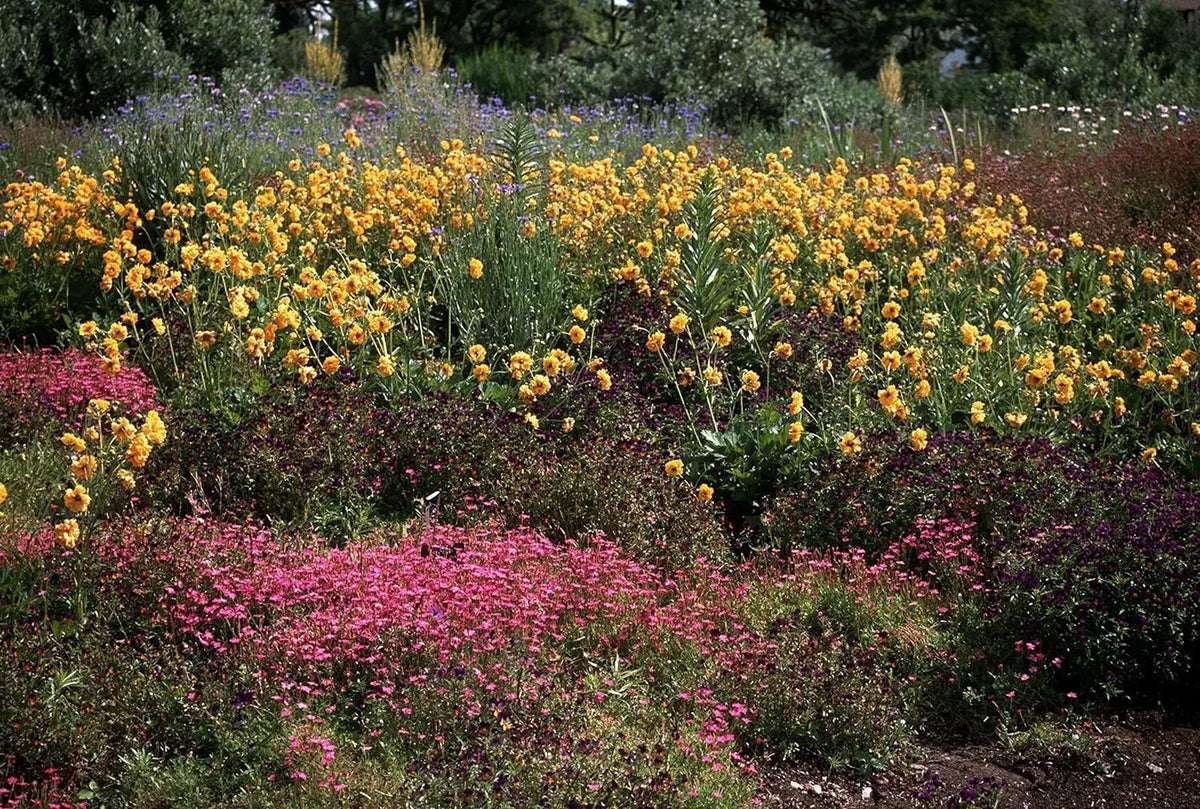 Chilenische Nelkenwurz 'Lady Stratheden' von Stauden Gänge, blühende Staude mit grünen Blättern und rosa Blüten.