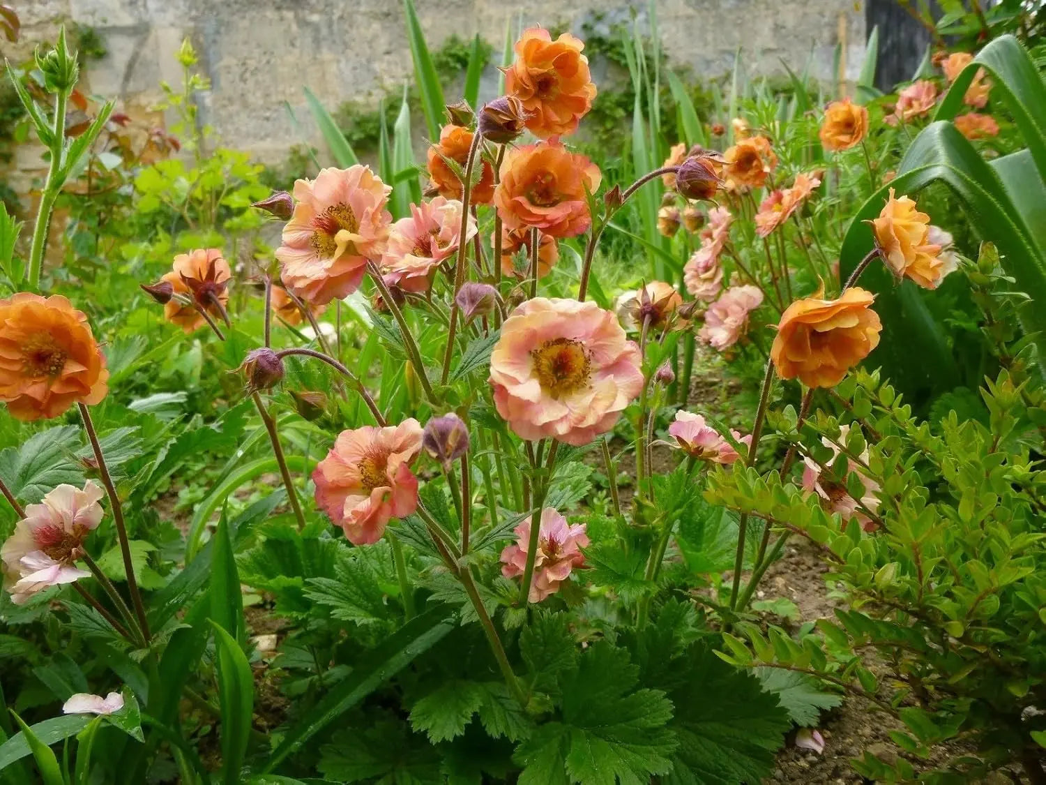 Apricotfarbene Geum chiloense 'Mai Tai' Staude von Stauden Gänge, blühende chilenische Nelkenwurz mit apricotfarbenen Blüten