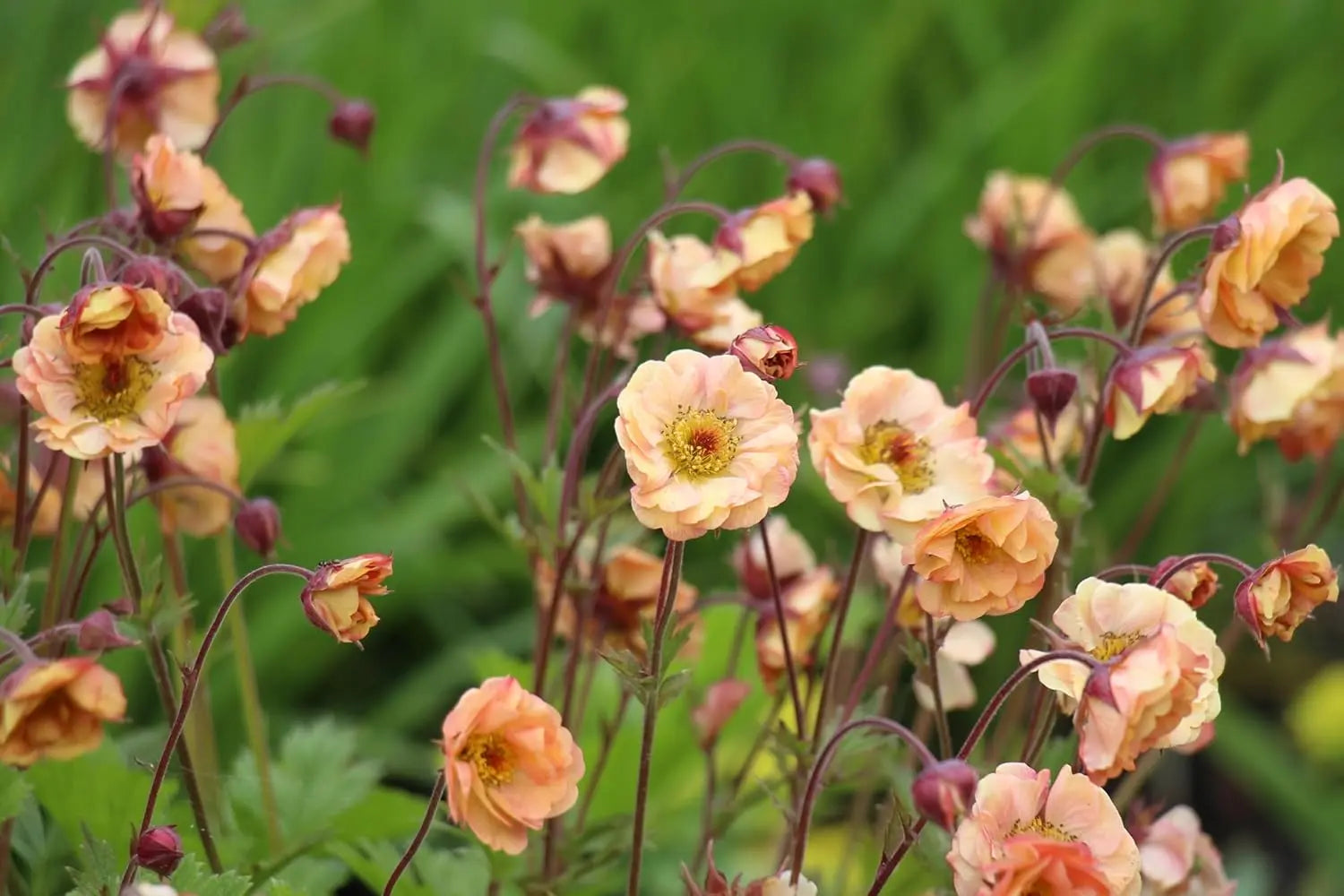 Apricotfarbene Geum chiloense 'Mai Tai' Staude, chilenische Nelkenwurz mit orangefarbenen Blüten, von Stauden Gänge.
