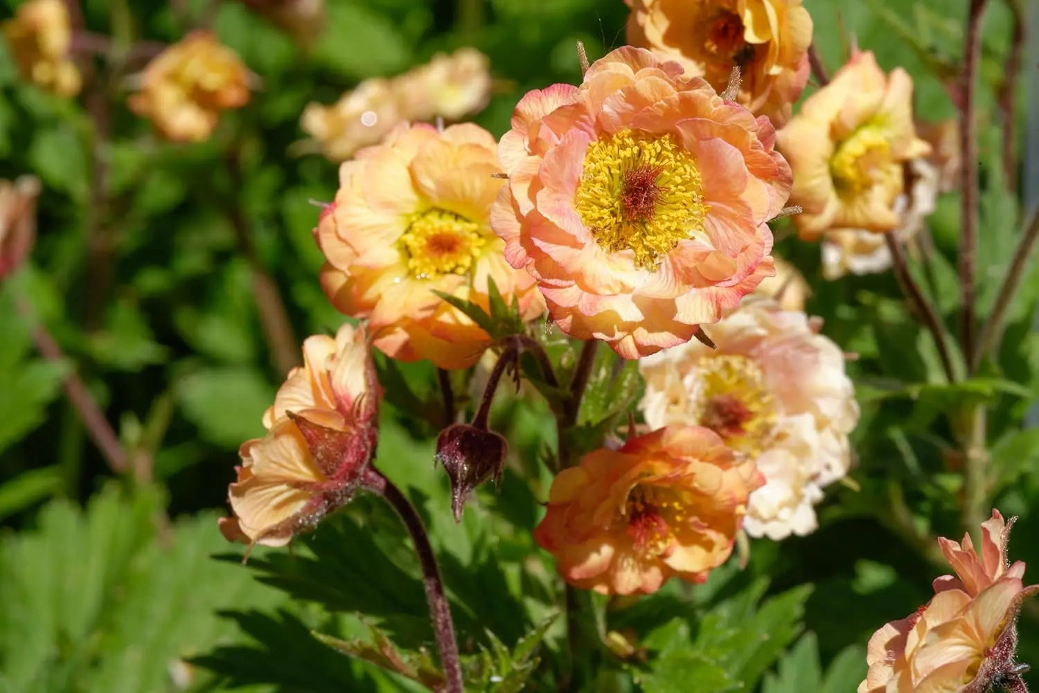 Apricotfarbene Geum chiloense 'Mai Tai' Staude von Stauden Gänge, blüht mit leuchtenden Blüten in natürlicher Gartenszene