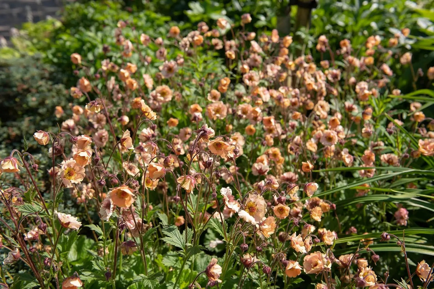Apricotfarbene Geum chiloense 'Mai Tai' Staude von Stauden Gänge, blühende chilenische Nelkenwurz in Gartenaufnahme