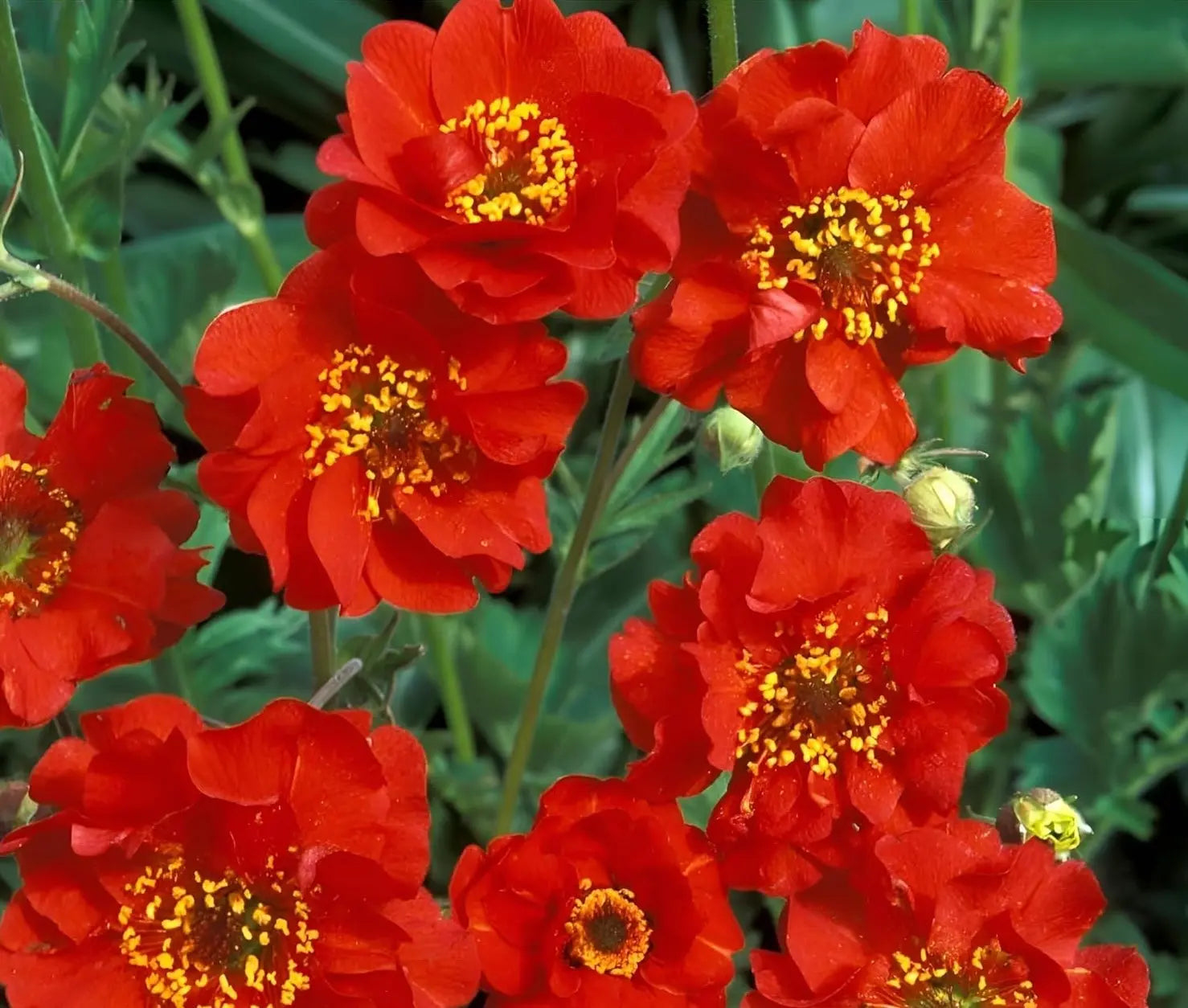 Rote Geum chiloense 'Mrs Bradshaw' Staude mit leuchtend roten Blüten, Pflanzen im Garten, Stauden Gänge, natürliche Gartendekoration