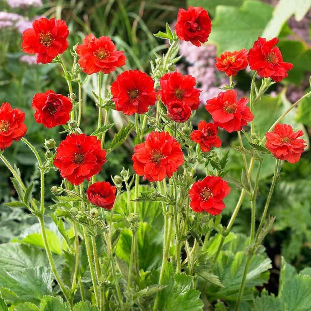 Rote Geum chiloense 'Mrs Bradshaw', Staude mit roten Blüten, von Stauden Gänge, Nahaufnahme der blühenden Pflanze