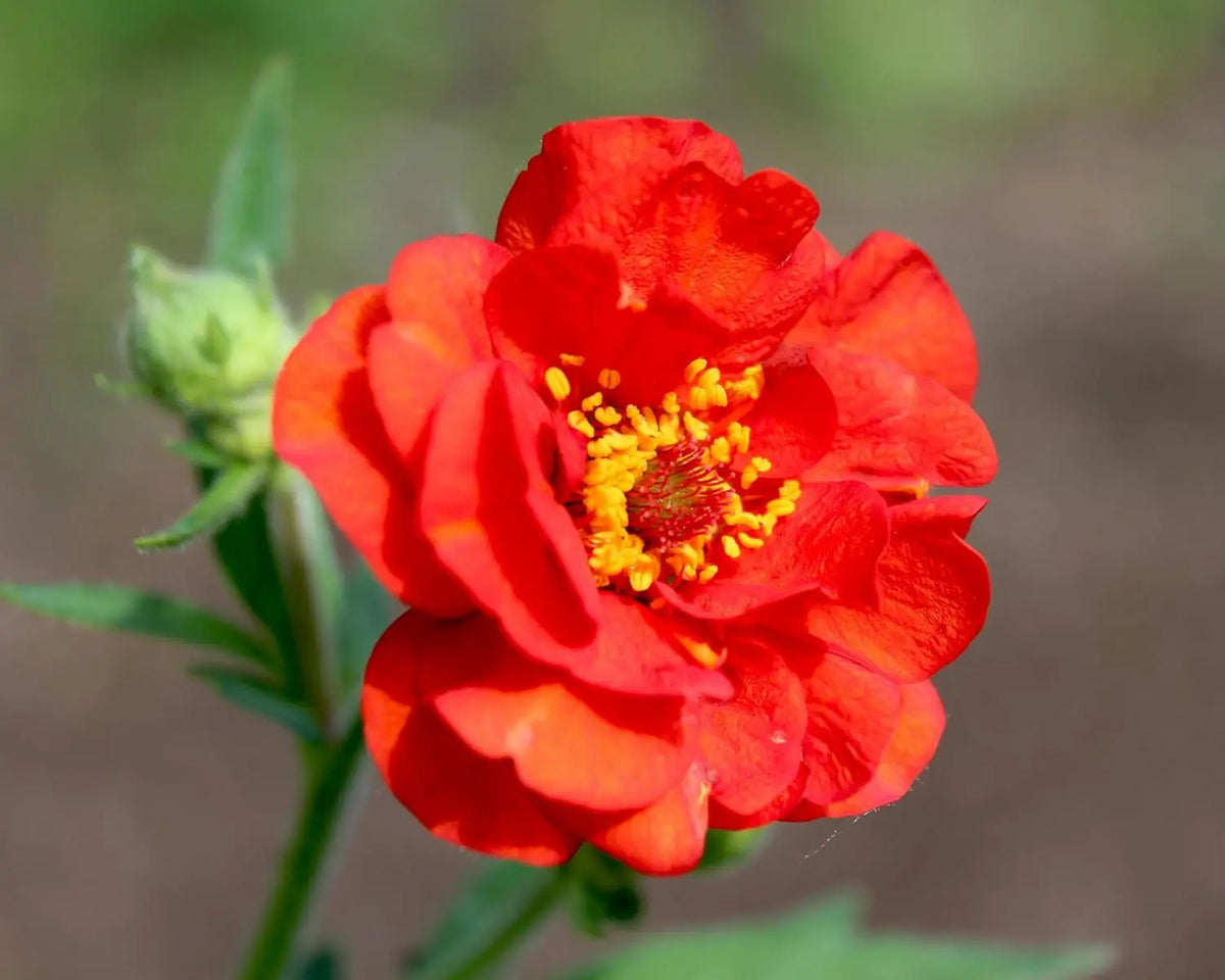 Rote Geum chiloense 'Mrs Bradshaw', blühende Staude von Stauden Gänge mit roten Blüten und grünen Blättern.