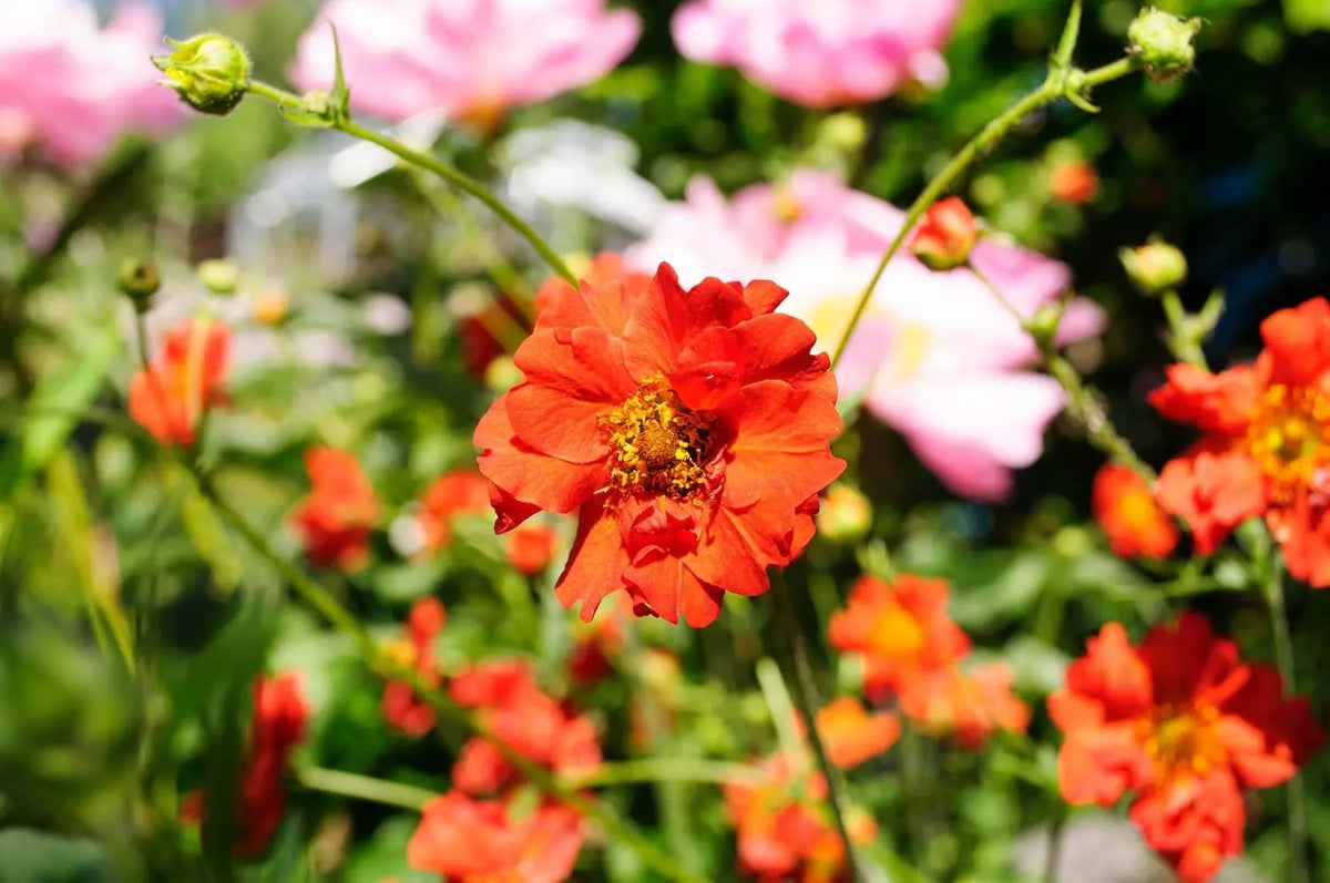 Rote Geum chiloense 'Mrs Bradshaw', eine Staude mit leuchtenden roten Blüten, von Stauden Gänge.