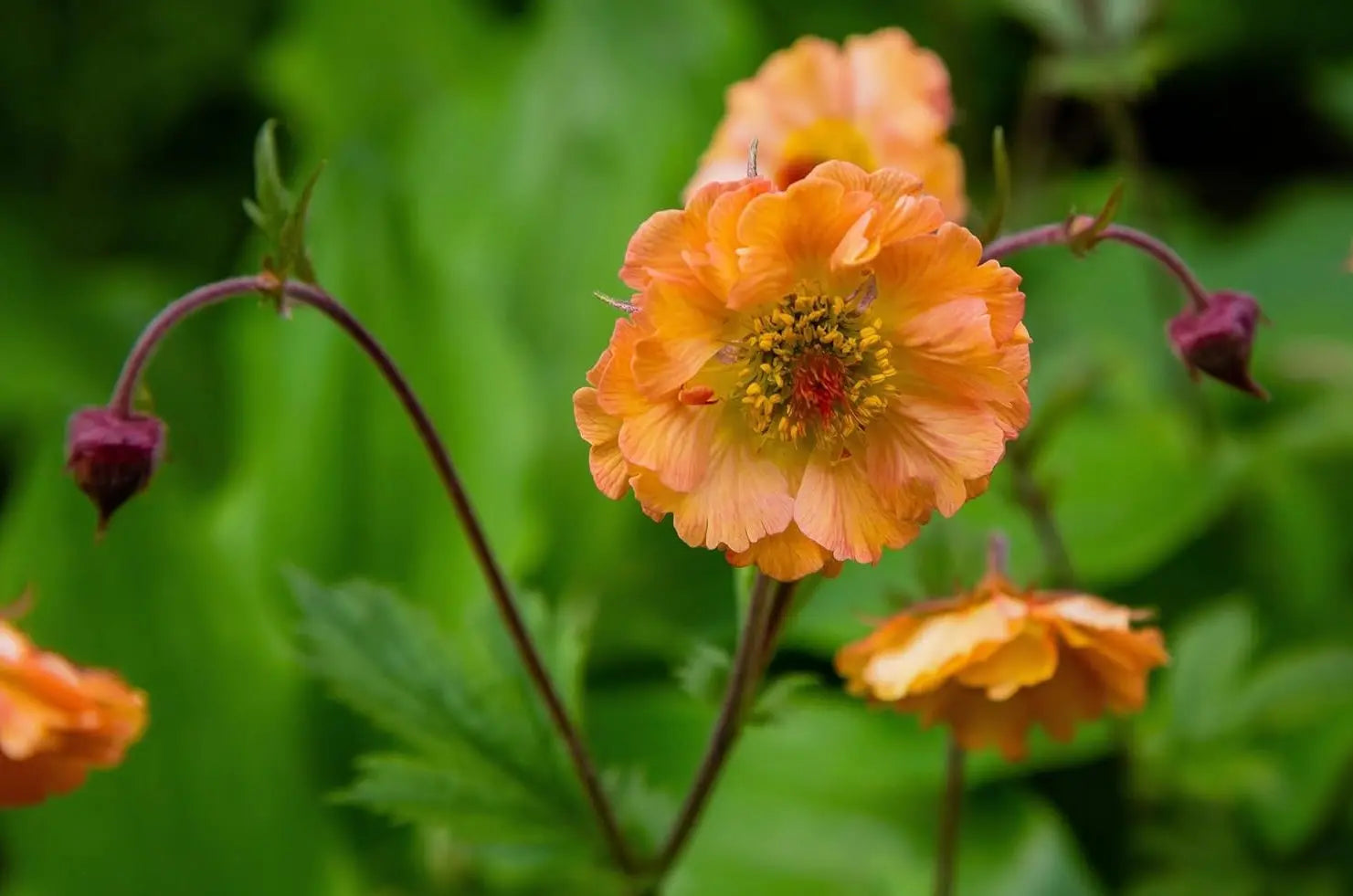 Geum chiloense 'Totally Tangerine' Staude mit leuchtend orangefarbenen Blüten, Stauden Gänge, Nahaufnahme der blühenden Pflanze.