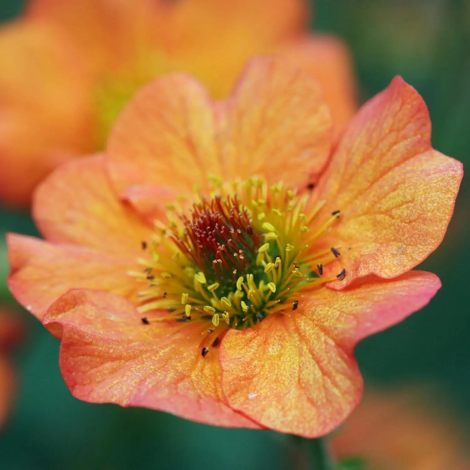Chilenische Nelkenwurz Geum chiloense 'Totally Tangerine' als Staude, mit orangefarbenen Blüten, von Stauden Gänge.