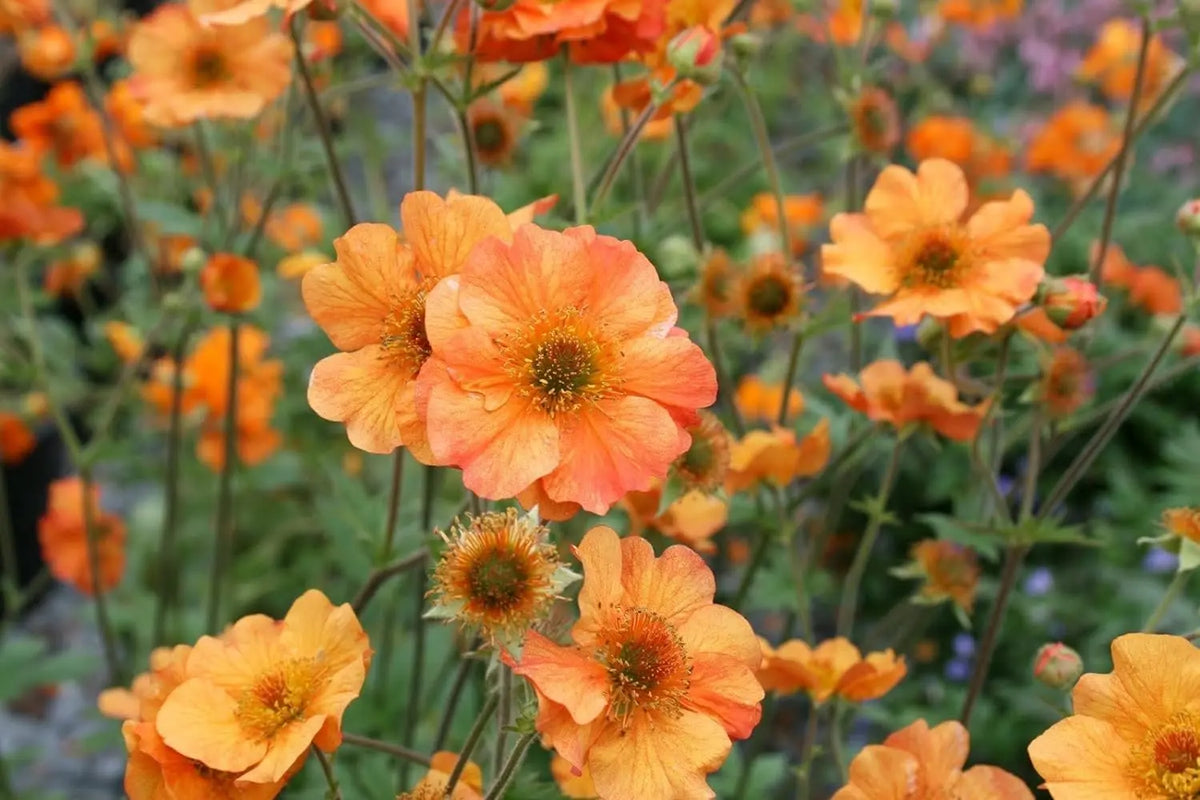 Bunte Geum chiloense 'Totally Tangerine' Staude mit orangefarbenen Blüten, detailreiche Nahaufnahme der Stauden Gänge.