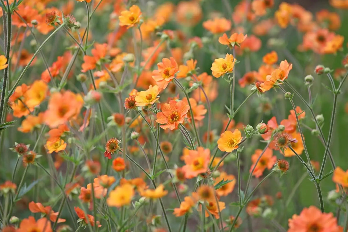 Bunte Geum chiloense 'Totally Tangerine' Staude mit orangefarbenen Blüten, wächst in einem Garten, von Stauden Gänge.