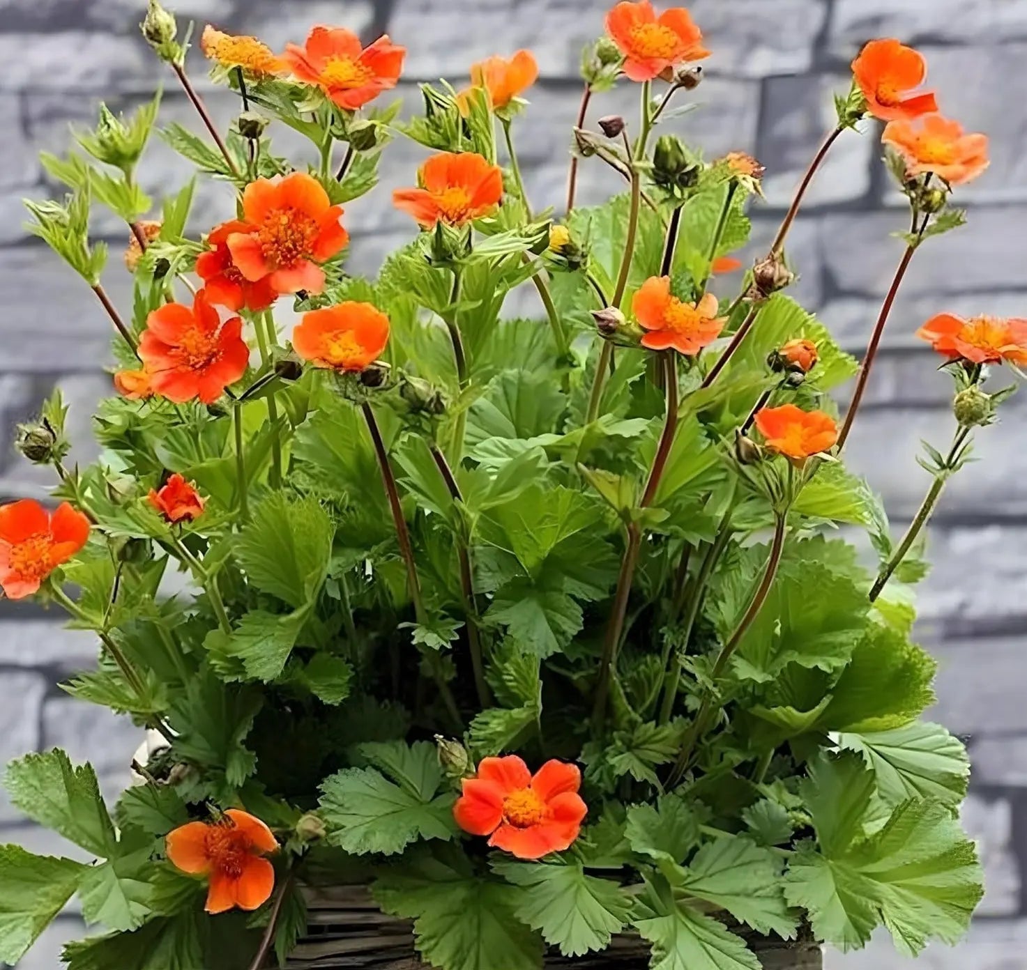 Orangerot blühende Staude Geum coccineum ‚Koi‘ von Stauden Gänge, mit leuchtenden Blüten inmitten grüner Blätter.