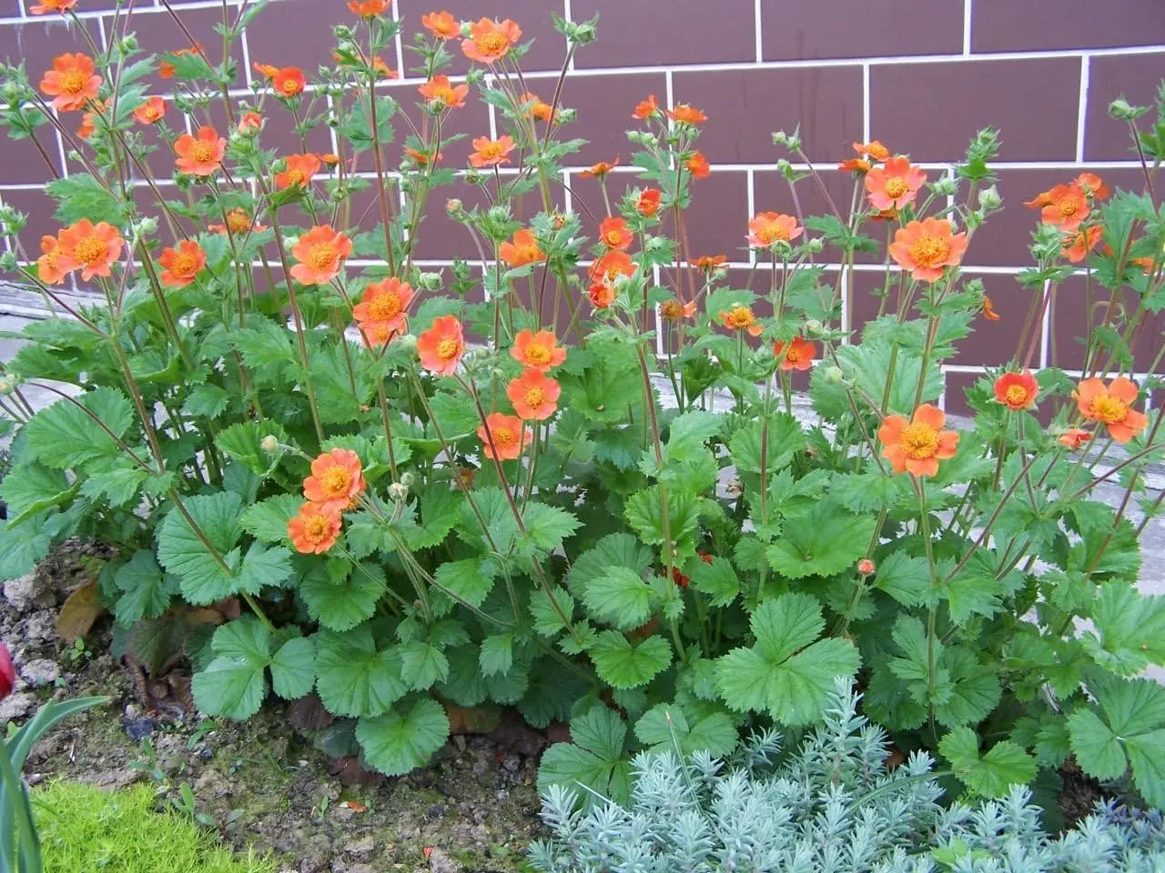 Orangerot blühende Staude Geum coccineum ‚Koi‘ von Stauden Gänge, blühende Nelkenwurz in Garten, Nahaufnahme