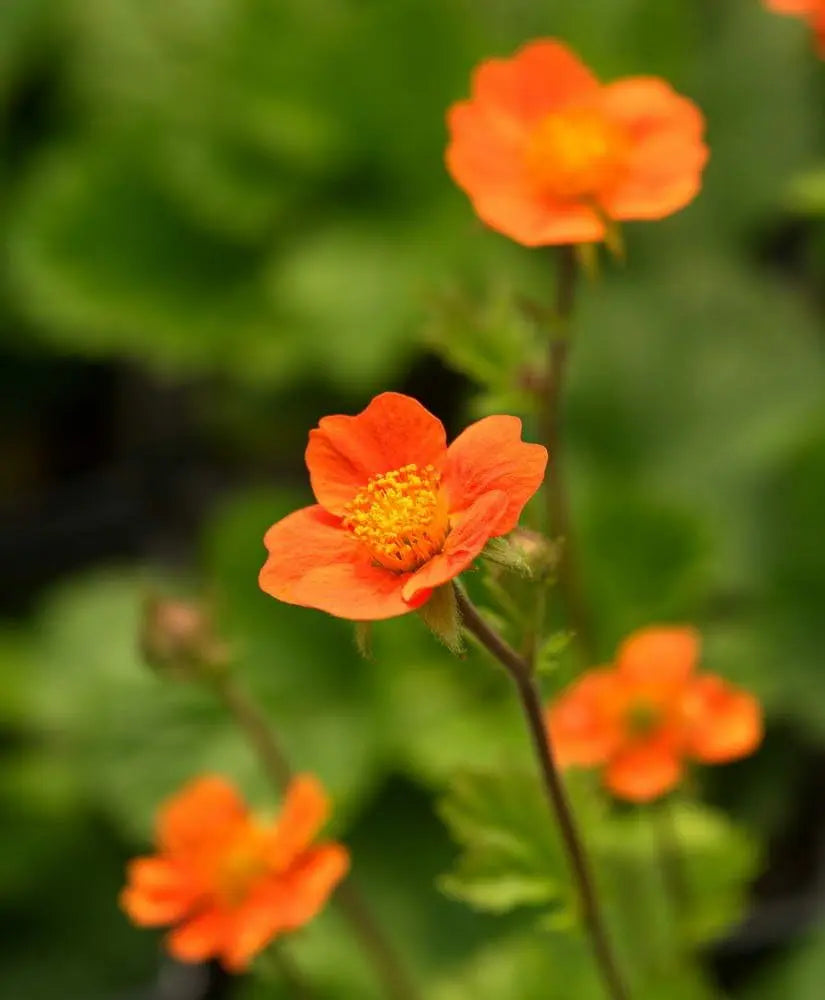 Orangerotblühende Staude Geum coccineum ‚Koi‘ von Stauden Gänge, mit leuchtenden Blüten, im Garten.