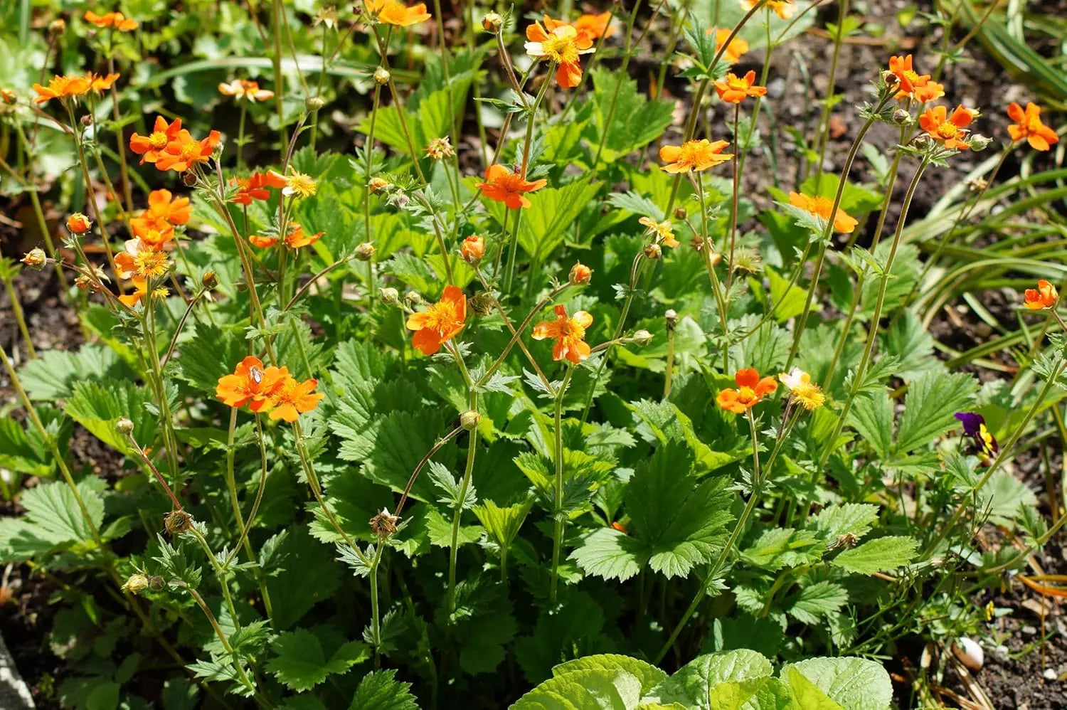 Orangerot blühende Geum coccineum ‚Koi‘ Staude von Stauden Gänge, detailreiche Blüte und grüne Blätter sichtbar
