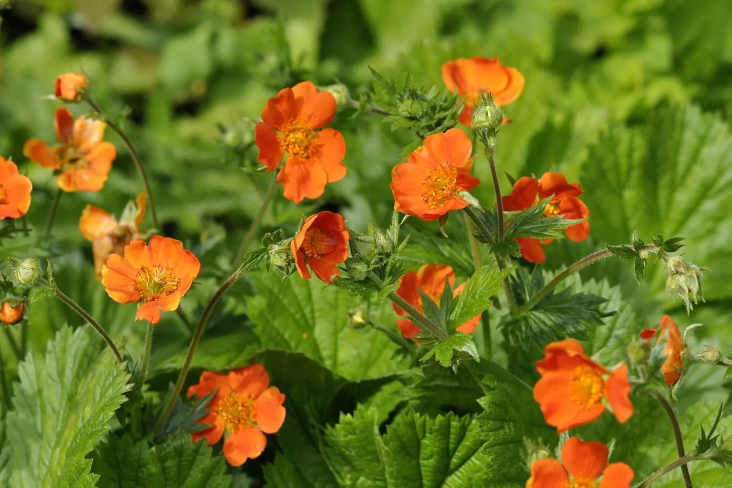 Orangerot blühende Staude Geum coccineum ‚Koi‘ mit leuchtenden Blüten, von Stauden Gänge, im Garten.