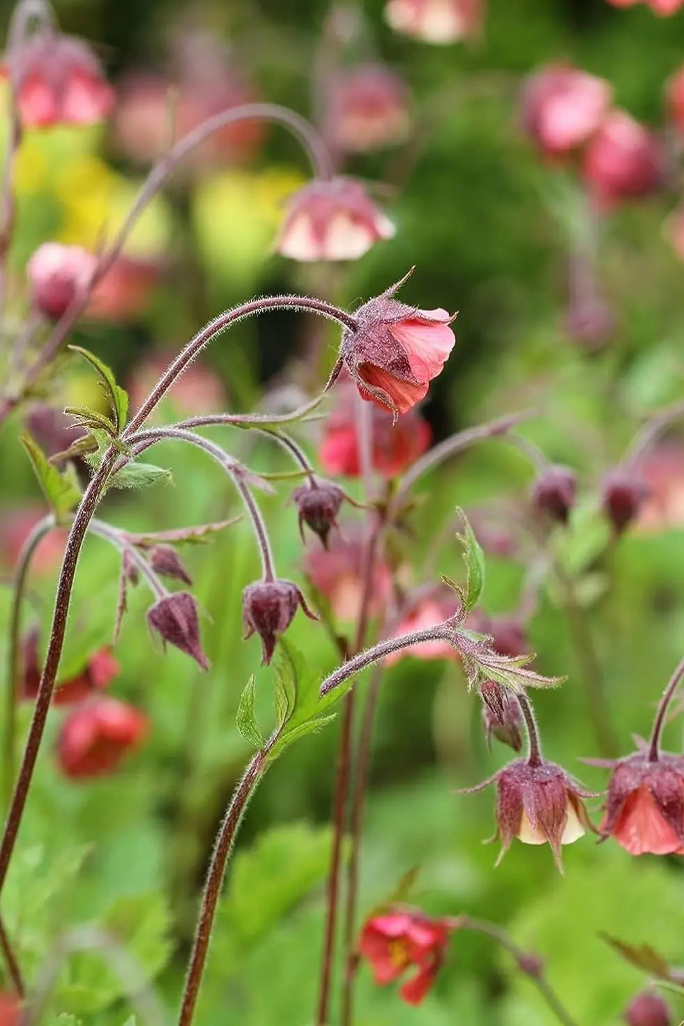 Bach Nelkenwurz (Geum rivale) Staude mit rosa Blüten und grünen Blättern, wächst in einem Garten, von Stauden Gänge.