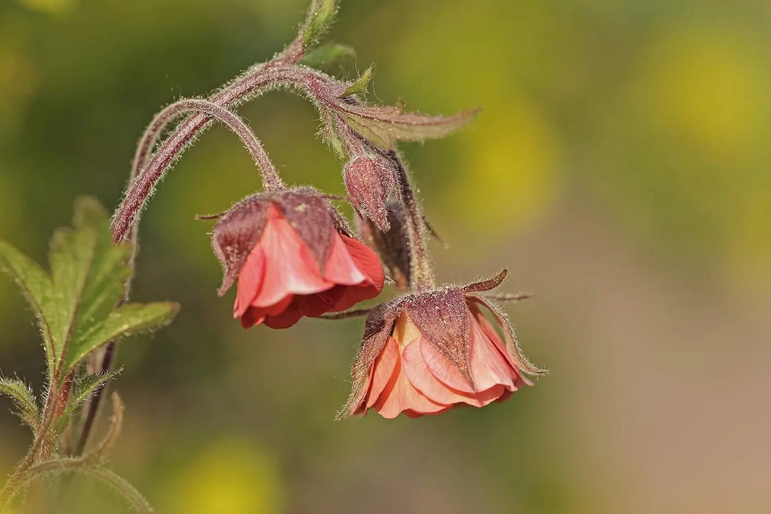 Bach Nelkenwurz Staude Geum rivale von Stauden Gänge mit blauen Blüten in Garten, Nahaufnahme der Pflanze