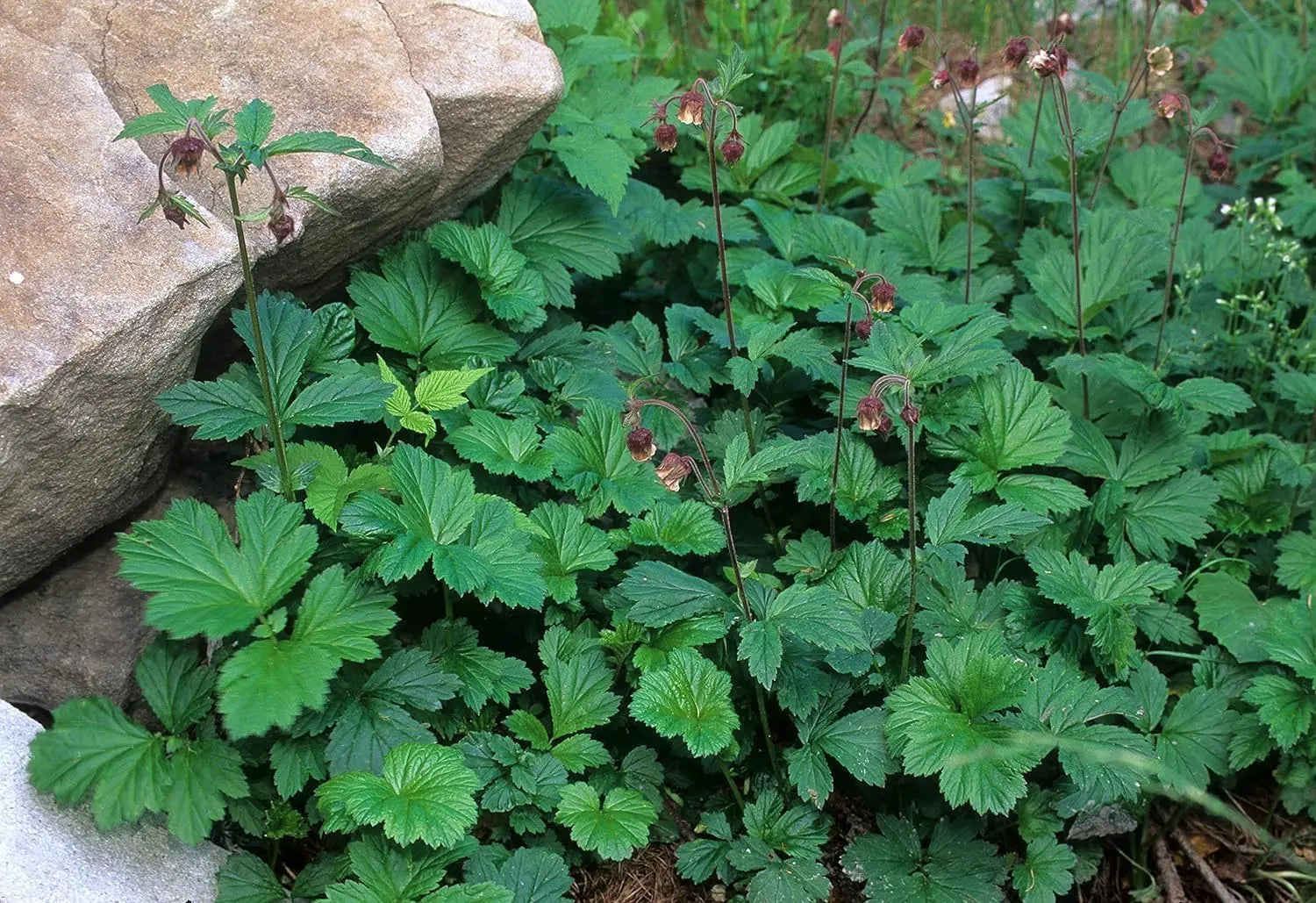 Bach Nelkenwurz Staude Geum rivale von Stauden Gänge mit blauen Blüten und grünen Blättern, im Garten gepflanzt