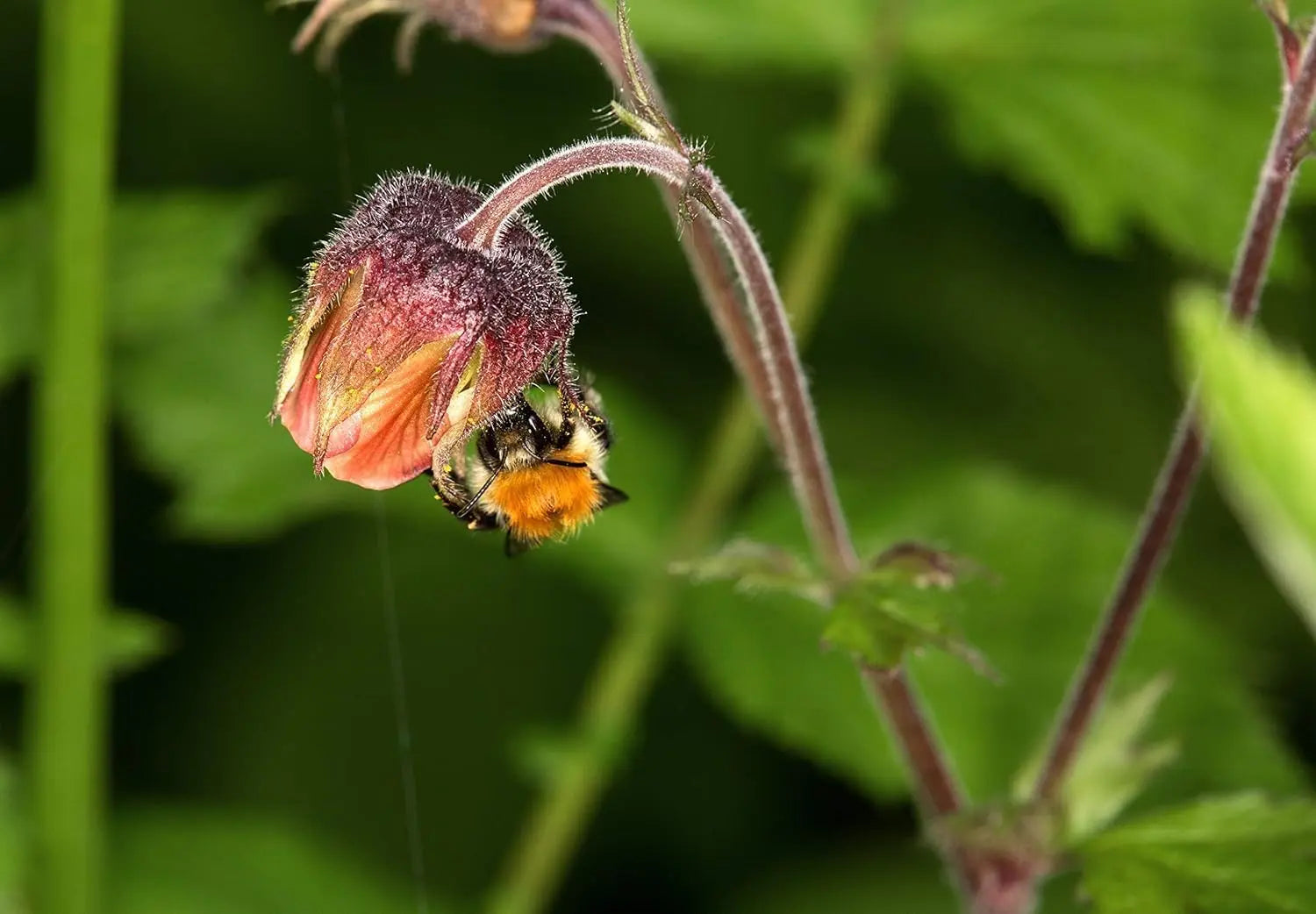 Bach Nelkenwurz Staude Geum rivale von Stauden Gänge mit lila Blüten und grünen Blättern, natürliche Gartendekoration
