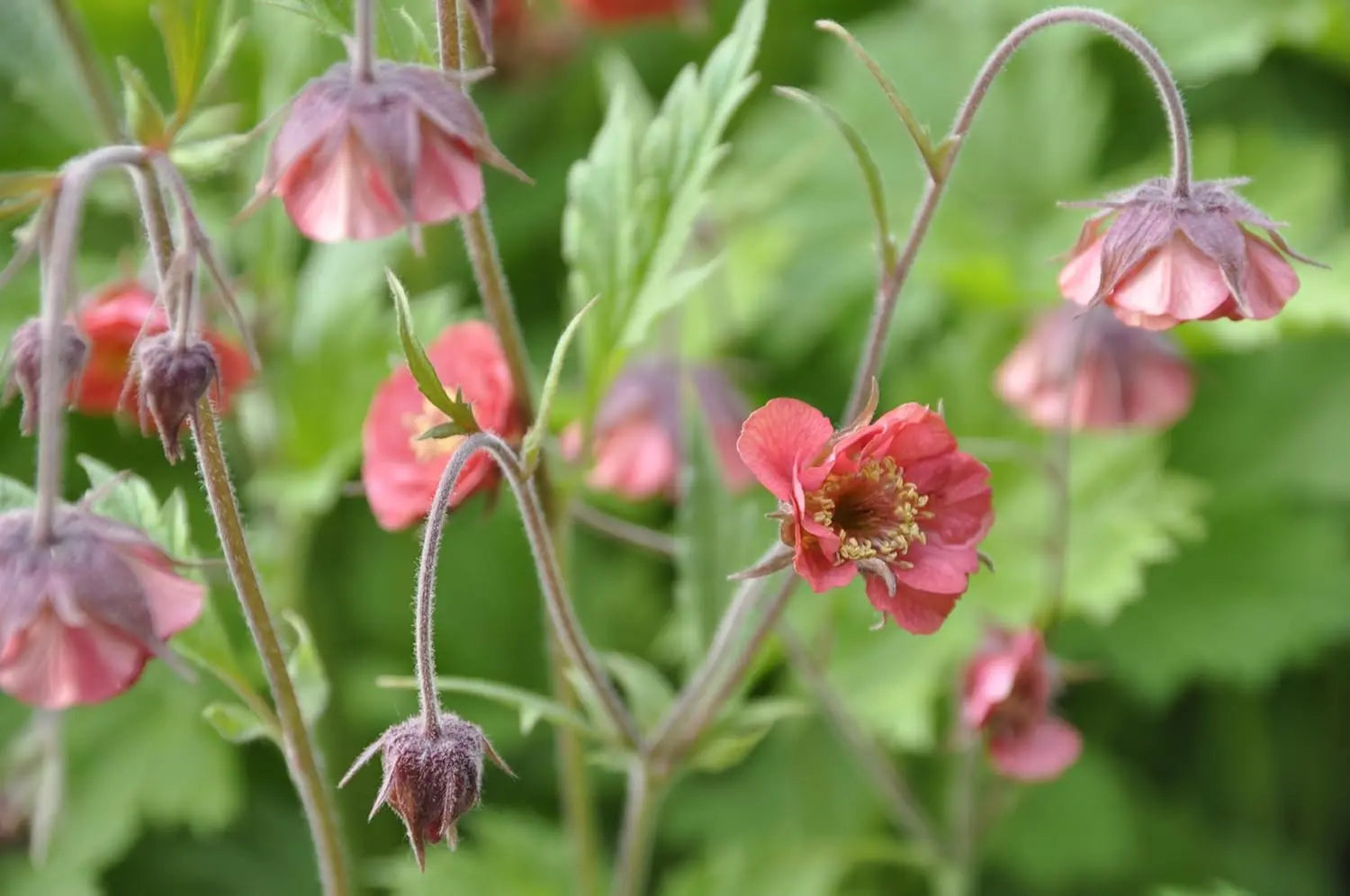 Bach Nelkenwurz Staude Geum rivale von Stauden Gänge mit rosa Blüten und grünen Blättern, natürliche Gartenpflanze