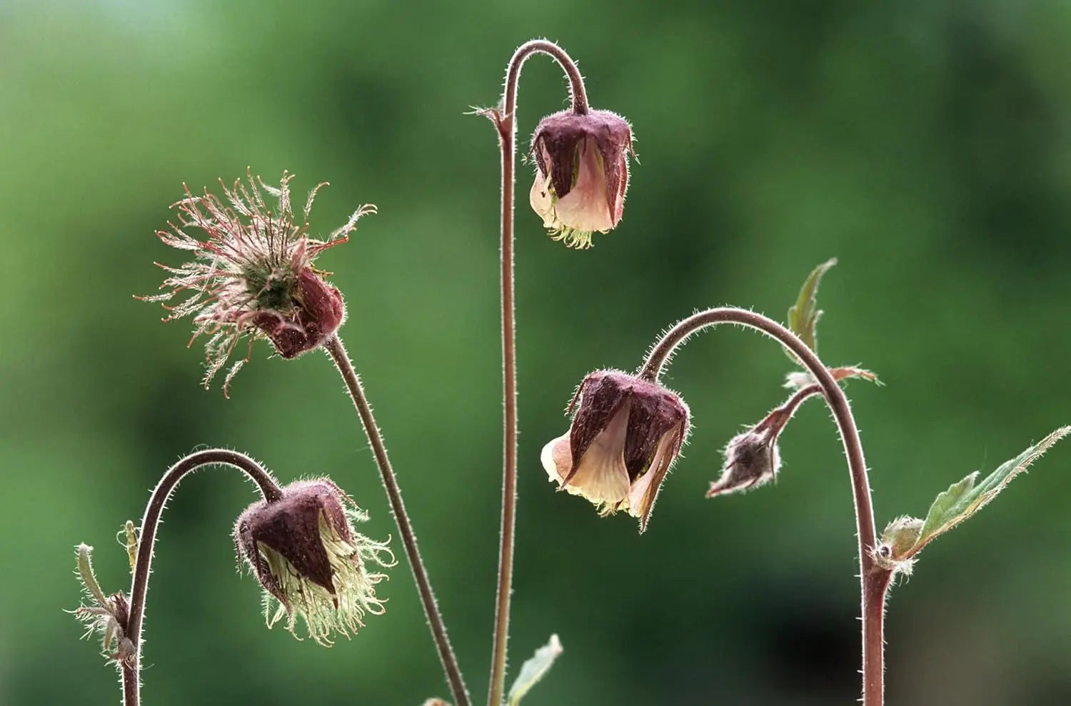 Bach Nelkenwurz Staude Geum rivale von Stauden Gänge mit grünen Blättern und blühenden roten Blüten in Gartenumgebung