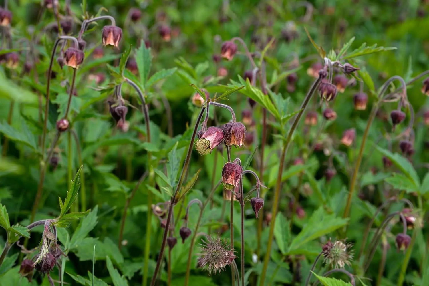 Bach Nelkenwurz Staude Geum rivale von Stauden Gänge mit blauen Blüten und grünen Blättern, natürliche Gartendekoration