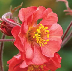 Feuerrote Staude Geum rivale 'Flames of Passion' mit leuchtenden Blüten, wächst als Gartenstaude, von Stauden Gänge.
