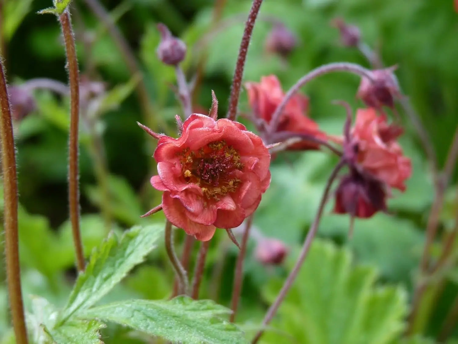Feuerrote Geum rivale 'Flames of Passion' Staude mit leuchtenden Blüten, von Stauden Gänge, natürliche Gartendekoration