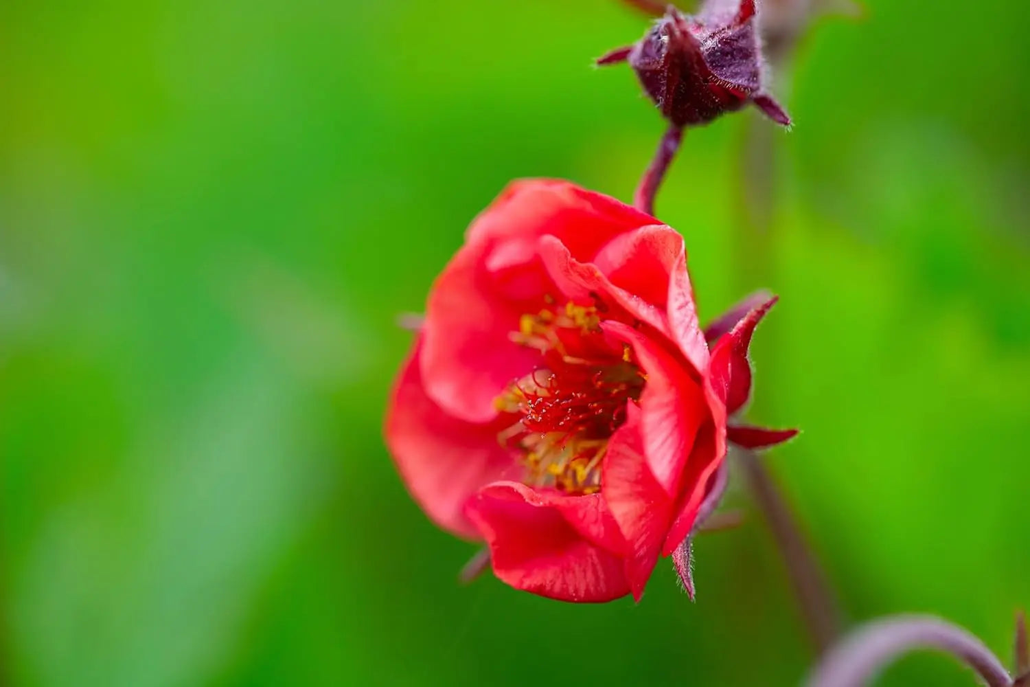 Feuerrote Geum rivale 'Flames of Passion' Staude mit leuchtenden Blüten, wächst auf einem Gartenboden, von Stauden Gänge.