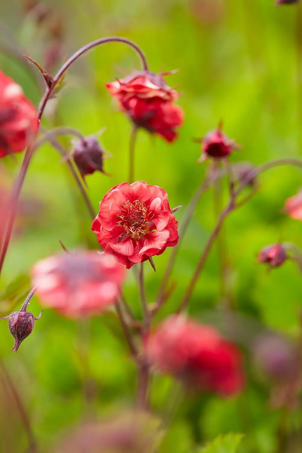 Feuerrote Stauden Gänge Geum rivale 'Flames of Passion' mit leuchtenden Blüten, feuerrote Bach Nelkenwurz, Staude für den Garten.