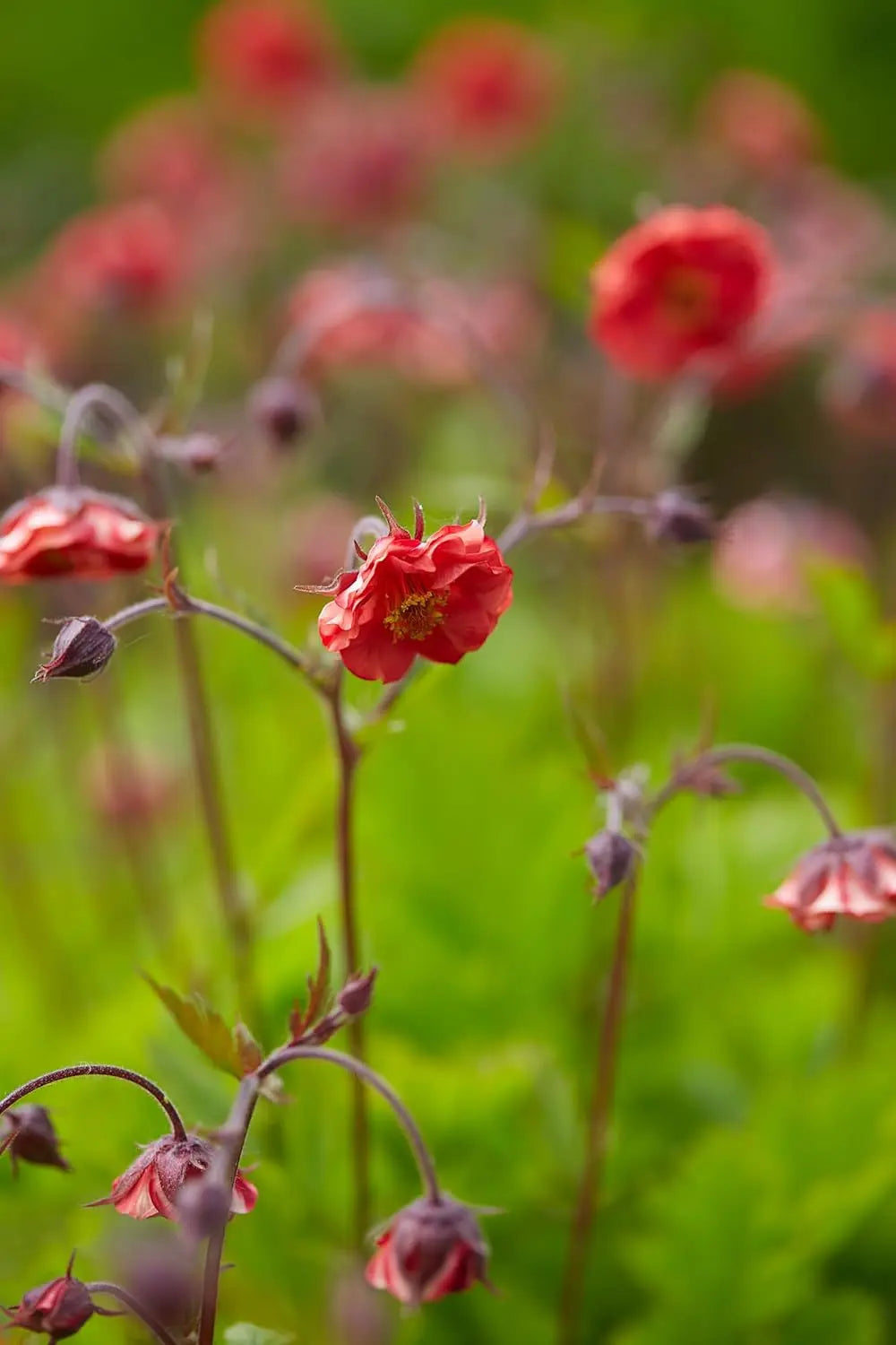 Feuerrote Geum rivale 'Flames of Passion', Staude mit leuchtenden Blüten, natürliche Gartenpflanze, Stauden Gänge