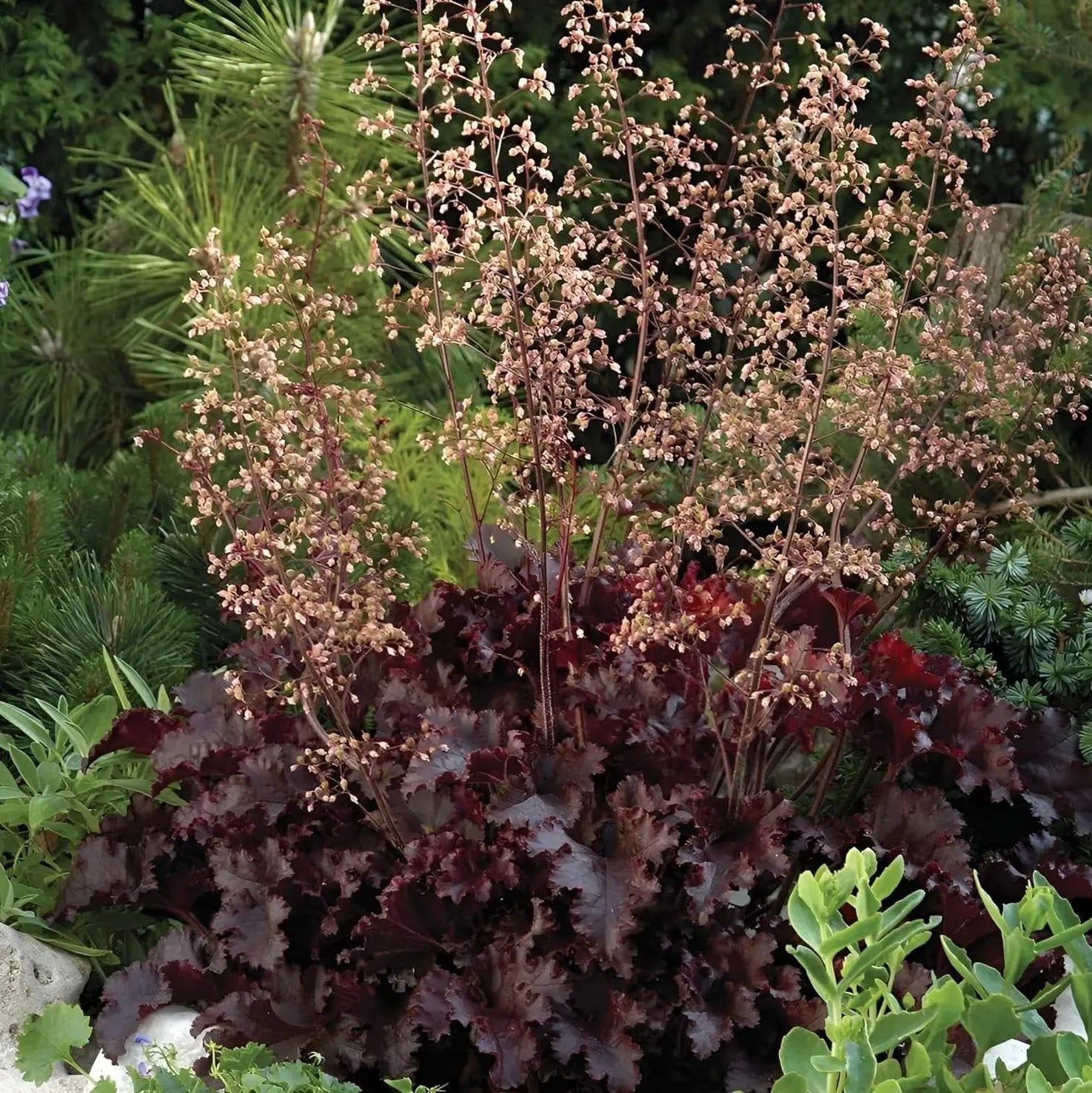 Heuchera americana 'Melting Fire' rote Blätter, Staude von Stauden Gänge, mit buntem Laub und attraktiver Wuchsform.