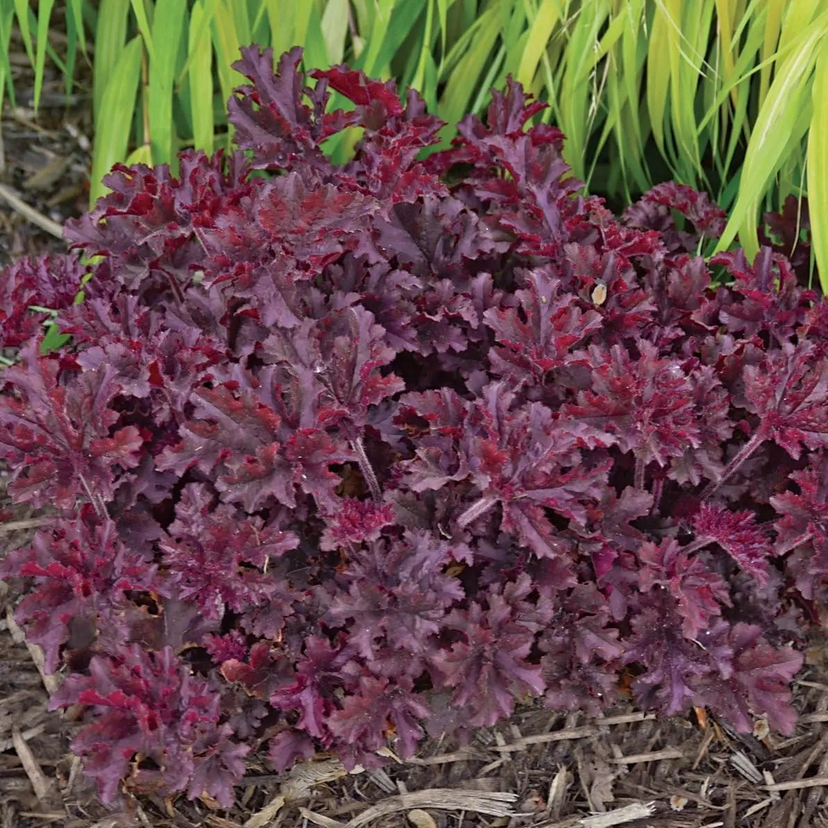 Heuchera americana 'Melting Fire', rotblättrige Staude mit leuchtend roten Blättern, im Garten bei Stauden Gänge.