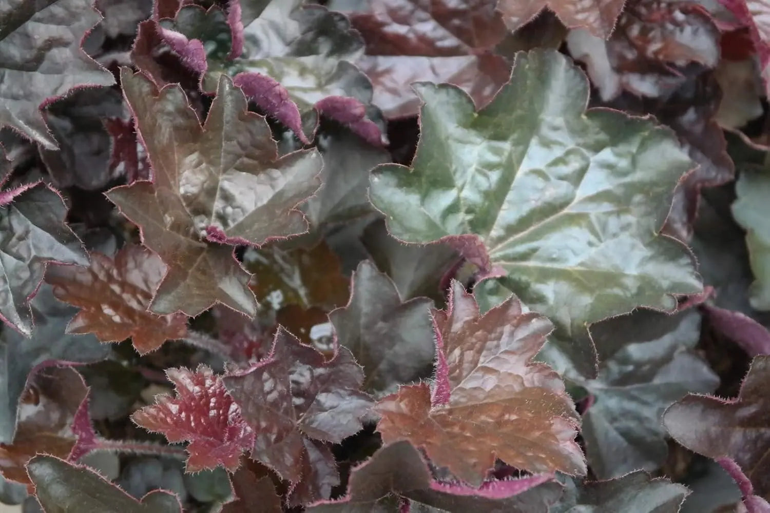 Heuchera americana 'Palace Purple' Staude mit tiefvioletten, roten Blättern, dekorative Pflanze in Garten und Beeten