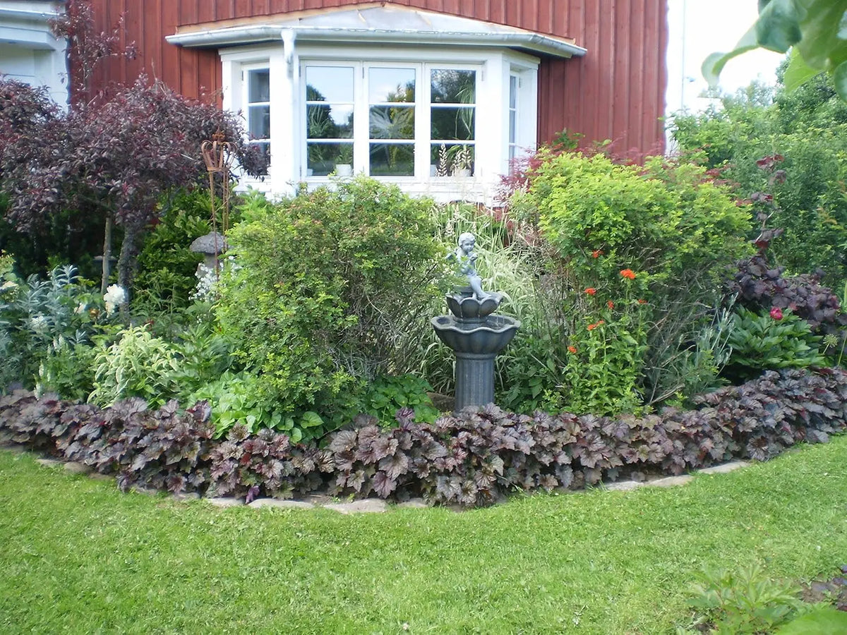 Heuchera americana 'Palace Purple', rotblättrige Staude mit tiefvioletten Blättern, von Stauden Gänge.