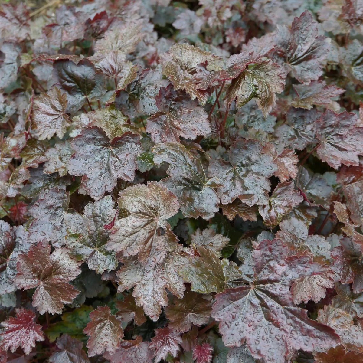 Rotblättriges Heuchera americana 'Palace Purple' Staude mit dunkelviolettem Laub und zarten Blüten, Stauden Gänge.
