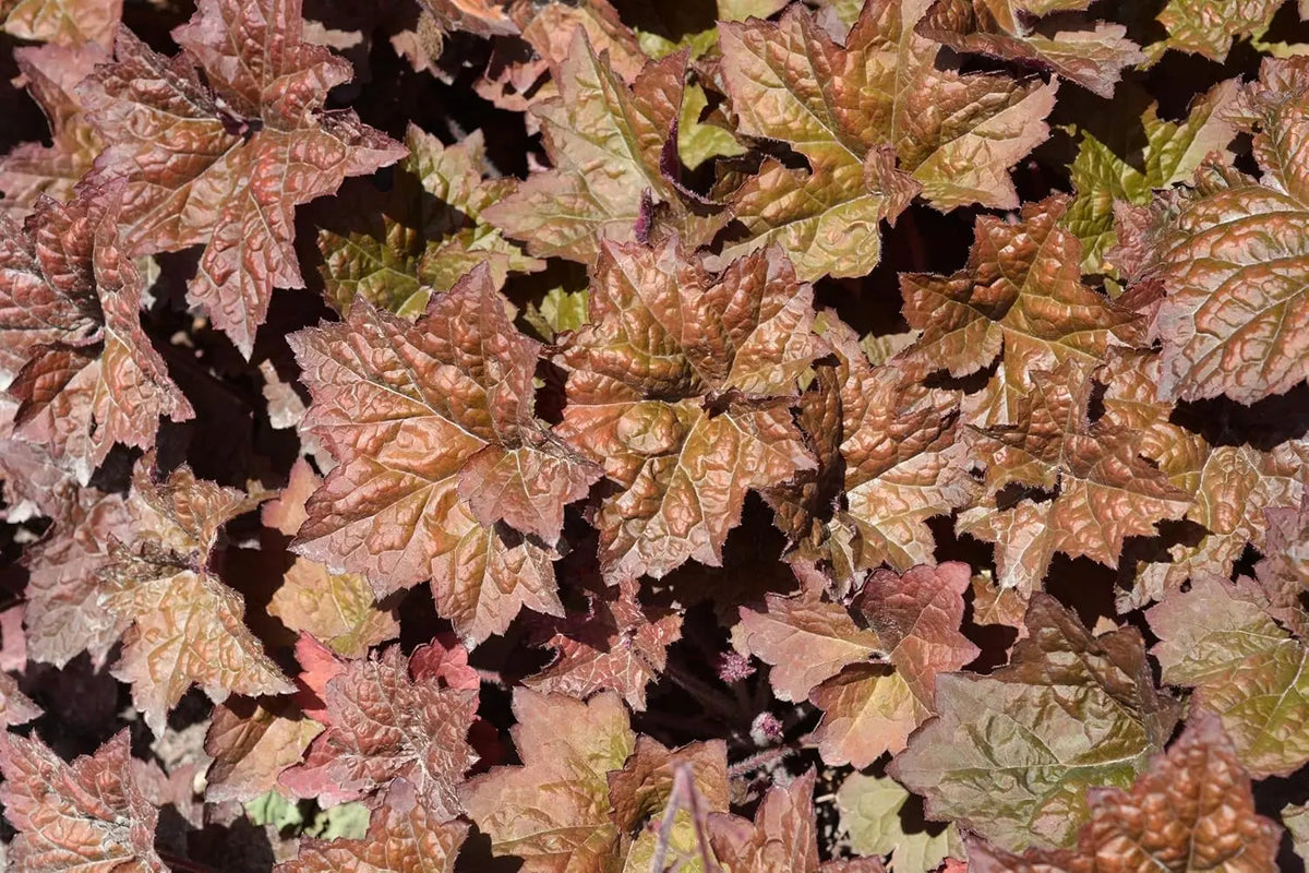 Heuchera americana 'Palace Purple' rotblättrige Staude von Stauden Gänge mit tiefvioletten Blättern und zarten Blüten.