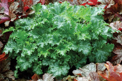 Heuchera Hybride 'Apple Crisp', Purpurglöckchen Staude von Stauden Gänge, mit roten und grünen Blättern, wächst im Garten.