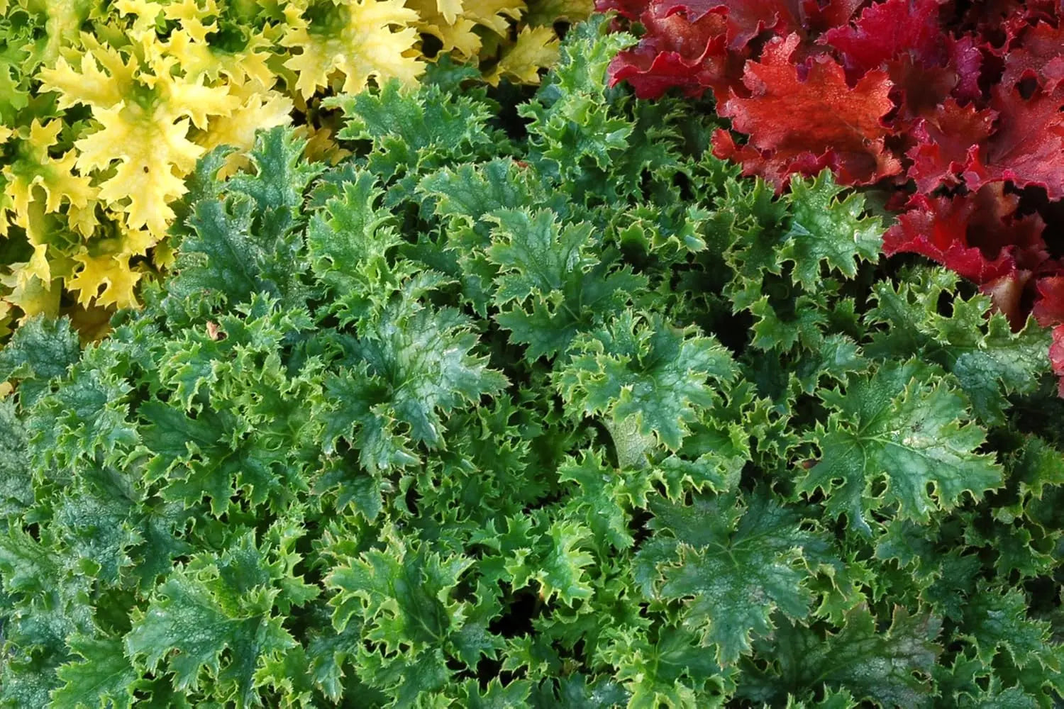 Heuchera Hybride 'Apple Crisp' Purpurglöckchen Staude von Stauden Gänge mit dunkelrotem Blattschmuck